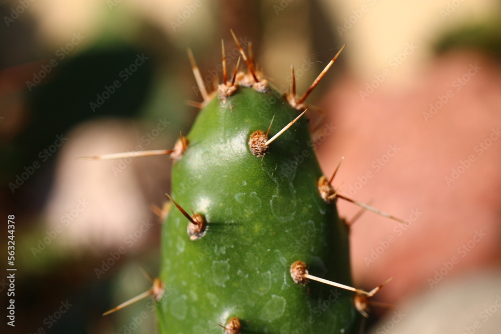 opuntia Rutila Super opuncja