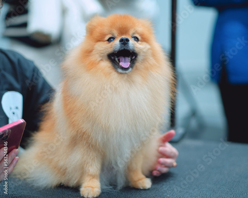 Satisfied spitz sits on a table with open mouth