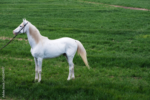 white horse foal © halitomercamci