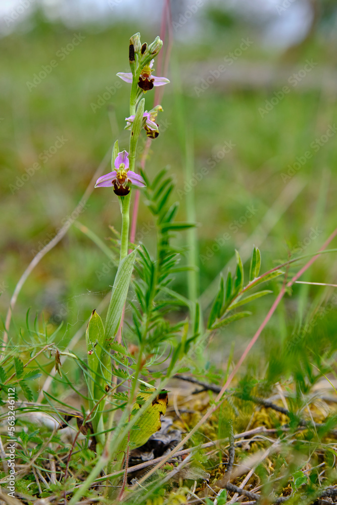 Bienen-Ragwurz, Ophrys apifera, Bienenragwurz Bienen-Ragwurz, Ophrys apifera, Bienenragwurz