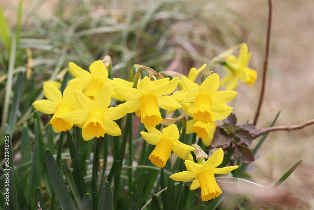 Obraz premium 日本の早春の庭に咲く黄色いミニ水仙（Tete a tete）の花