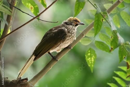 Straw Headed Bulbul in a nature Reserve © Khoh Zhi Wei