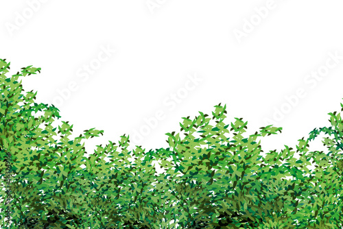 Ornamental green plant in the form of a hedge.Realistic garden shrub, seasonal bush, boxwood, tree crown bush foliage.For decorate of a park, a garden or a green fence.