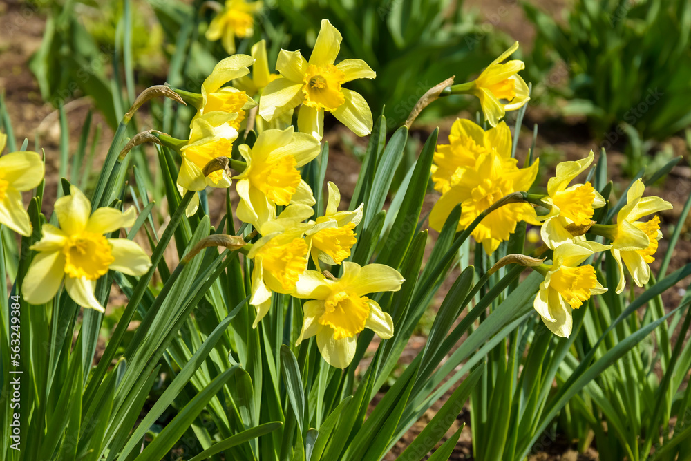 Blooming yellow daffodils on flower bed in garden. Beauty of nature, spring flowers. Selective focus. Blooming yellow daffodils on flower bed in garden. Beauty of nature, spring flowers. Selective focus.