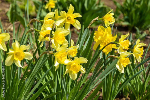 Blooming yellow daffodils on flower bed in garden. Beauty of nature, spring flowers. Selective focus.