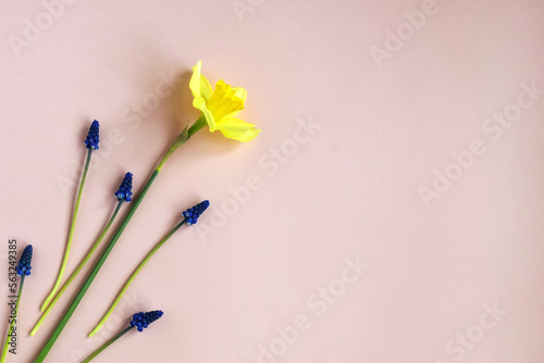 One narcissus flower and tender grape hyacinths on pink background. Top view, flat lay. Copy space. Spring flowers. Selective focus.