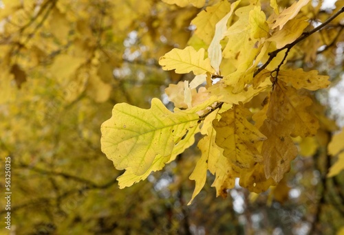 Autumn oak leaves. Bright yellow saturated oak leaves on the branches of a tree. Autumn day.