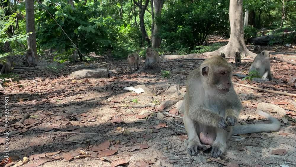 Monkeys eating peanuts in the park nature view outdoor sunny day, Hua Hin, Thailand Monkeys eating peanuts in the park nature view outdoor sunny day, Hua Hin, Thailand