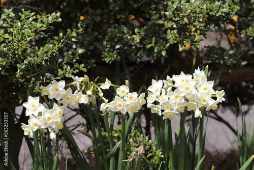 日本の早春の庭に咲く白いフサザキスイセンの花