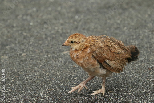 Red Jungle Fowl Chicken Rooster in a park farm