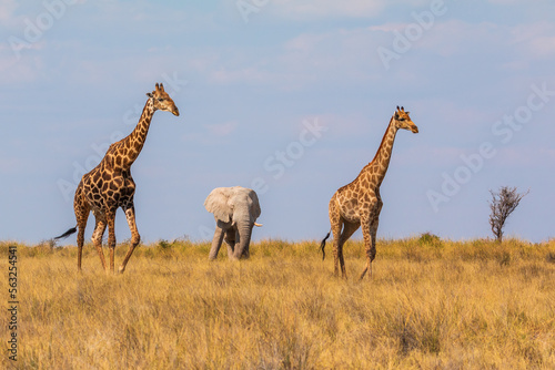 Giraffe and elephant in th Etosha National Park in Namibia.
