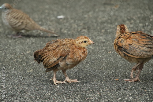 Red Jungle Fowl Chicken Rooster in a park farm