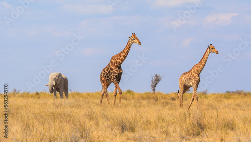 Giraffe and elephant in th Etosha National Park in Namibia. © Tomasz Wozniak