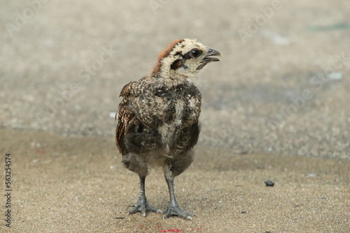 Red Jungle Fowl Chicken Rooster in a park farm