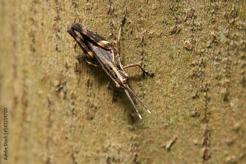 Spur Throated Grasshopper on a tree trunk