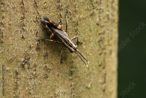 Spur Throated Grasshopper on a tree trunk photo