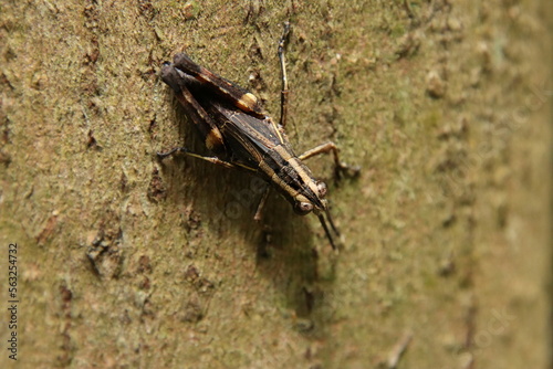 Spur Throated Grasshopper on a tree trunk