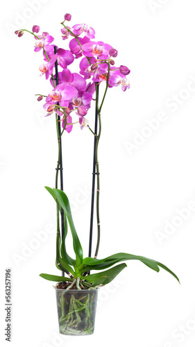 blooming purple orchid isolated on white background