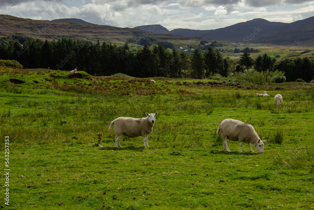 Sheep Pasture in Scotland