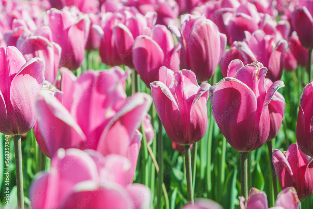tulips fortress tulips fortress