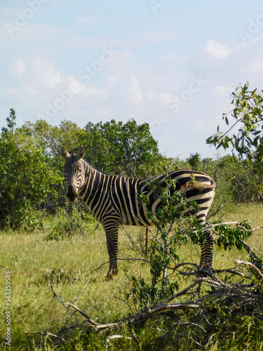 zebra