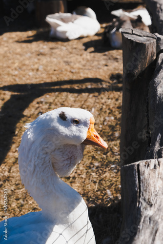 Portrait of a large white goose of the Kholmogory breed outdoors. Meat breed of poultry.