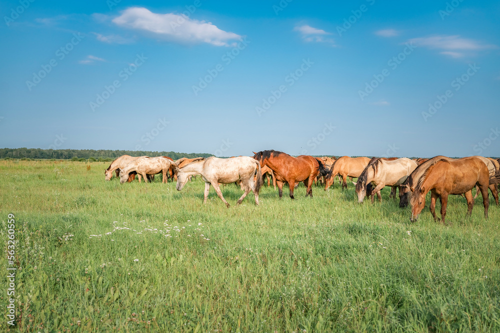 A herd of thoroughbred horses grazes on a summer field.