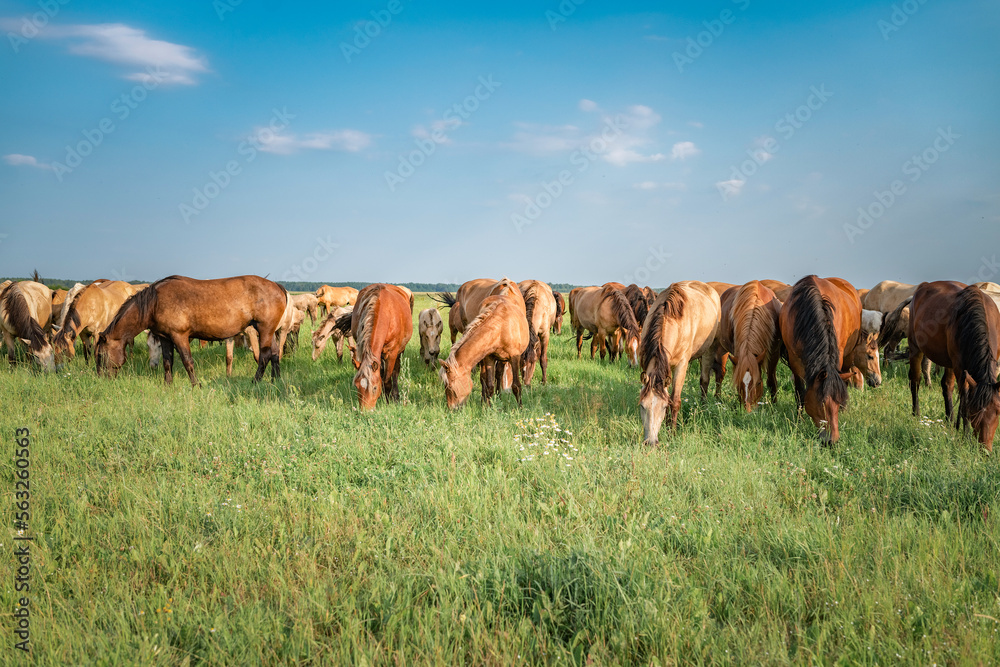 A herd of thoroughbred horses grazes on a summer field.