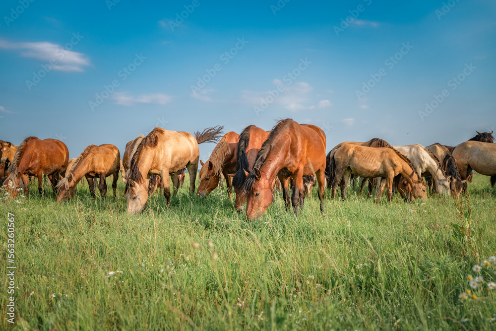 A herd of thoroughbred horses grazes on a summer field.