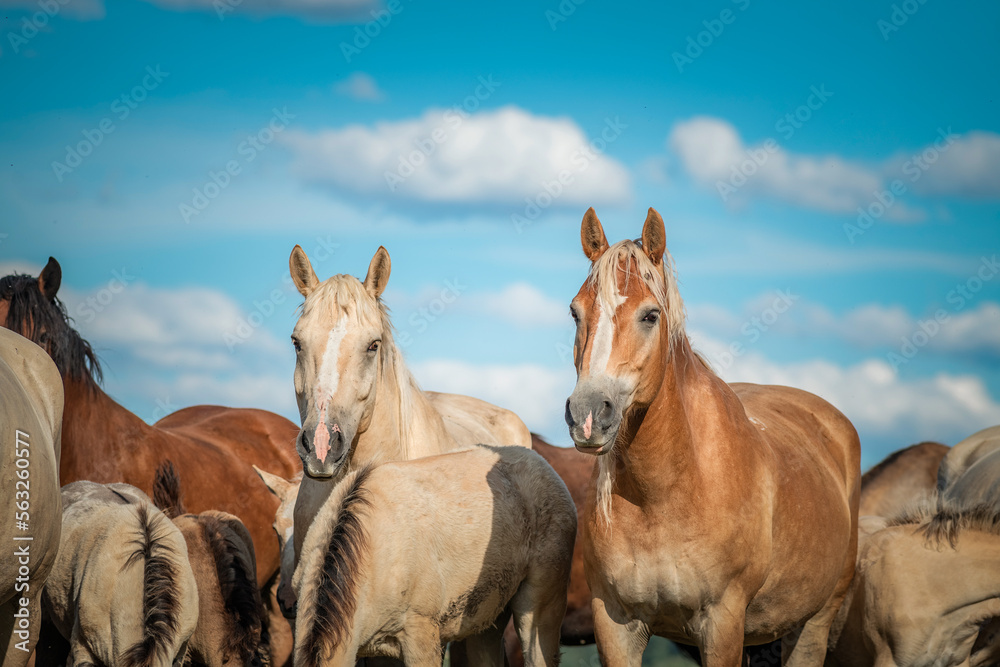 Obraz premium A herd of thoroughbred horses grazes on a summer field.