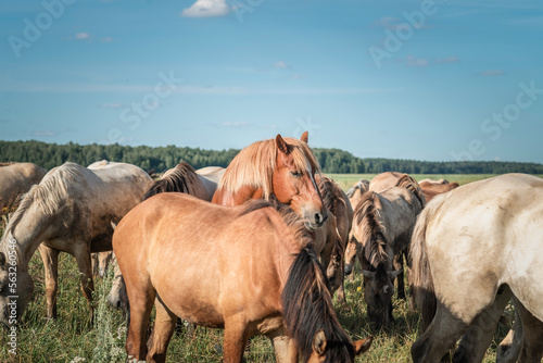 A herd of thoroughbred horses grazes on a summer field. © shymar27