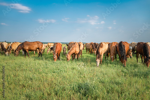 A herd of thoroughbred horses grazes on a summer field. © shymar27