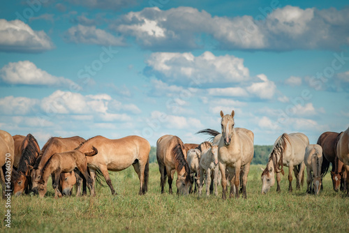 A herd of thoroughbred horses grazes on a summer field.