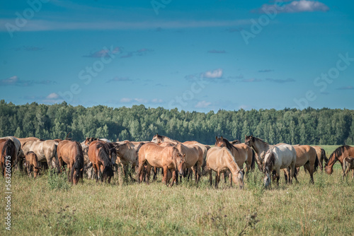 Fototapeta Naklejka Na Ścianę i Meble -  A herd of thoroughbred horses grazes on a summer field.