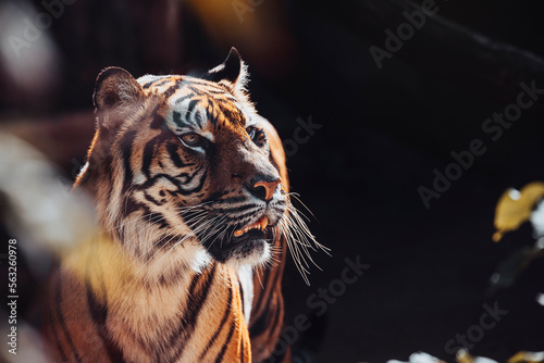 Sumatran tiger  panthera tigris sumatrae  close up head shot photo