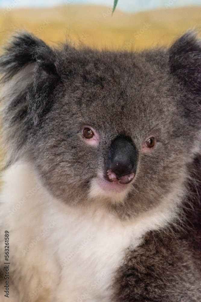 Fototapeta premium Koala in captivity at Longleat Safari Park in Wiltshire, UK