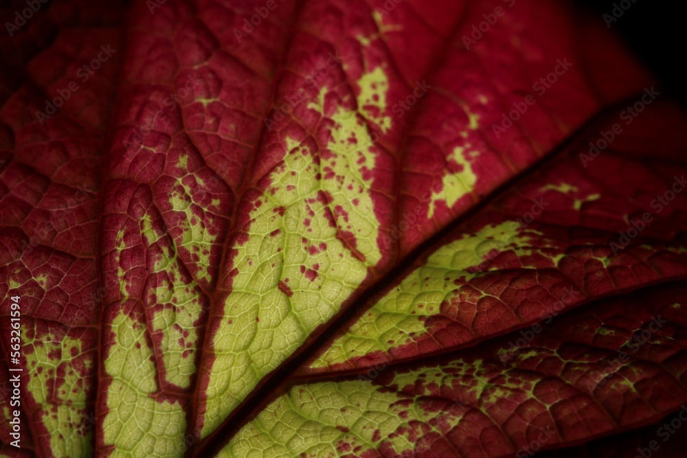 Obraz premium A closeup view of a red and yellow leaf. Macro leaf. hexagonal patterns.Abstract natural floral background Selective focus, macro. Flowing lines of leaves