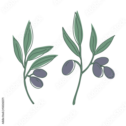 Hand drawn green vector olive branch. Olive oil sign. A symbol of peace. Greek religious sign. Healthy food labels. Organic cosmetics. Eco food. natural element. Agricultural product. White background