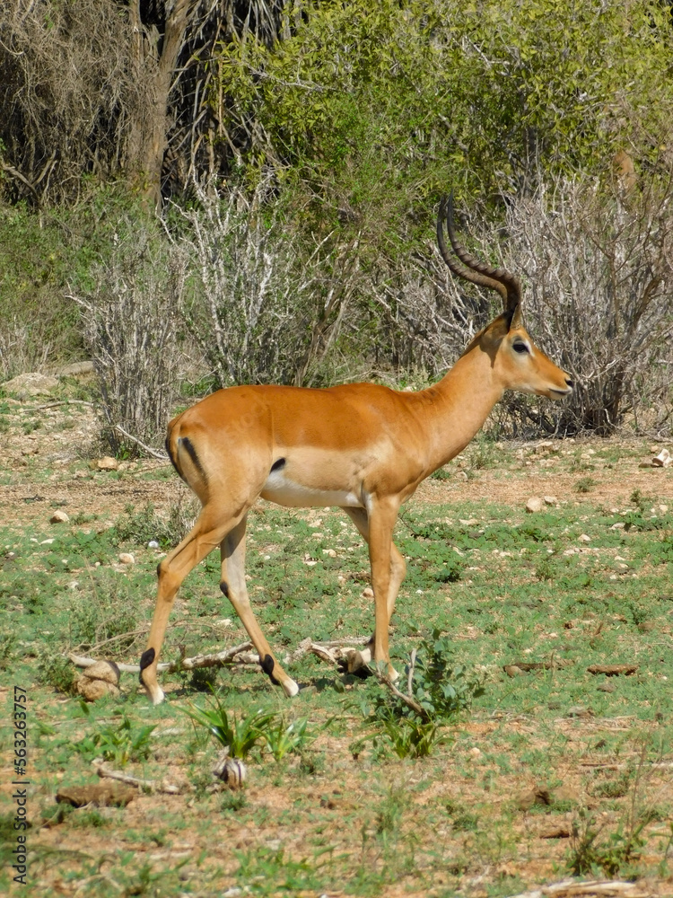 gazelle gazelle