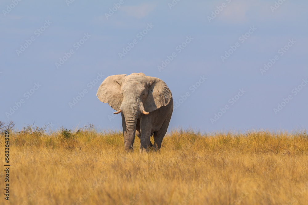 Elephants in natural habitat in Etosha National Park in Namibia.