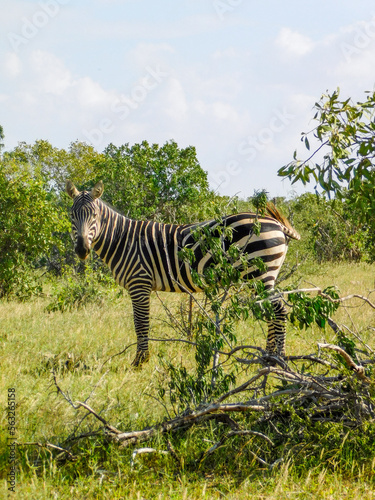 zebra 