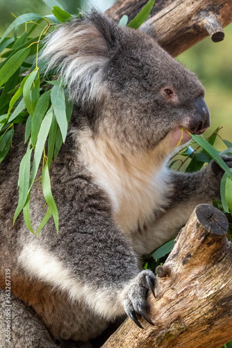 Close up of a koala eating eucalyptus leaves whilst sat on a tree branch. At Longleat Safari Park in Wiltshire, UK © Christopher Keeley