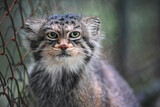 Pallas's cat - Otocolobus manul - resting near wired fence in zoo, closeup detail to head