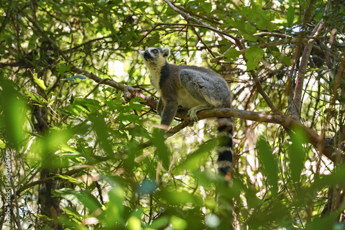 Ring-tailed lemurs Lemur catta sitting on tree in their natural habitat Madagascar forest