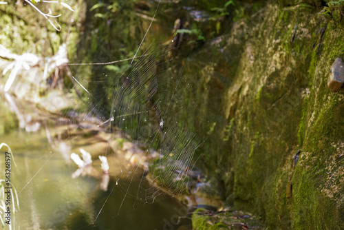 Closeup detail to large cobweb in Madagascar jungle  moss covered rocks near