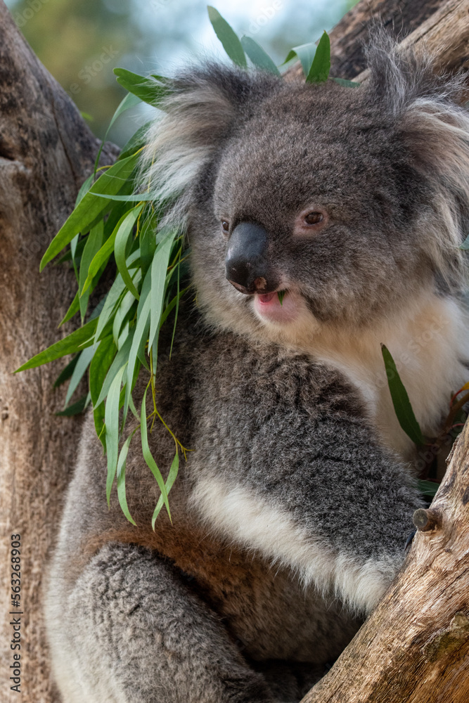Fototapeta premium Koala sitting in a tree at in captivity at zoo