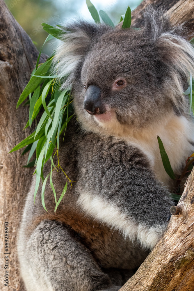 Fototapeta premium Koala sitting in a tree at Longleat Safari Park in Wiltshire, UK. In captivity