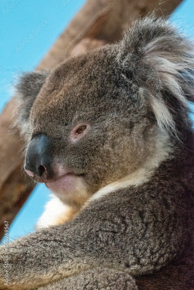 Close up of a koala's face. In captivity at Longleat Safari Park in Wiltshire, UK Close up of a koala's face. In captivity at Longleat Safari Park in Wiltshire, UK