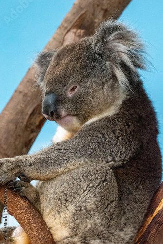 Close up of a male koala sitting in a tree branch. In captivity at a zoo
