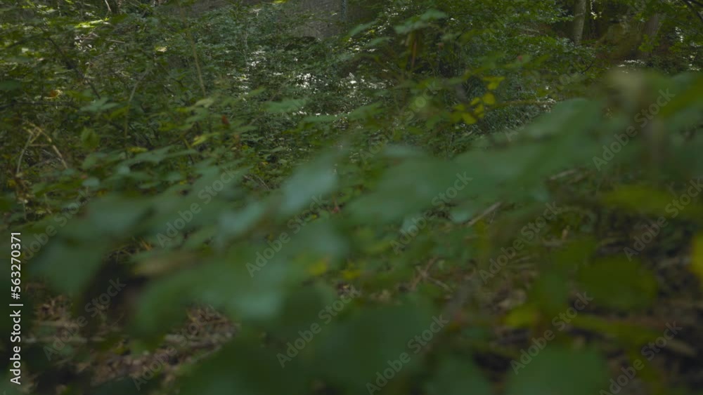 Prümerburg eine mittelalterliche Ruine einer Höhenburg am Flusstal der Prüm in der Eifel in Rheinland-Pfalz mitten im Wald Prümerburg eine mittelalterliche Ruine einer Höhenburg am Flusstal der Prüm in der Eifel in Rheinland-Pfalz mitten im Wald